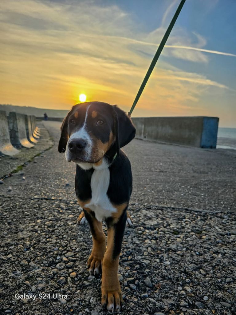 Des Anges D'ambre - Chiots disponibles - Grand bouvier suisse