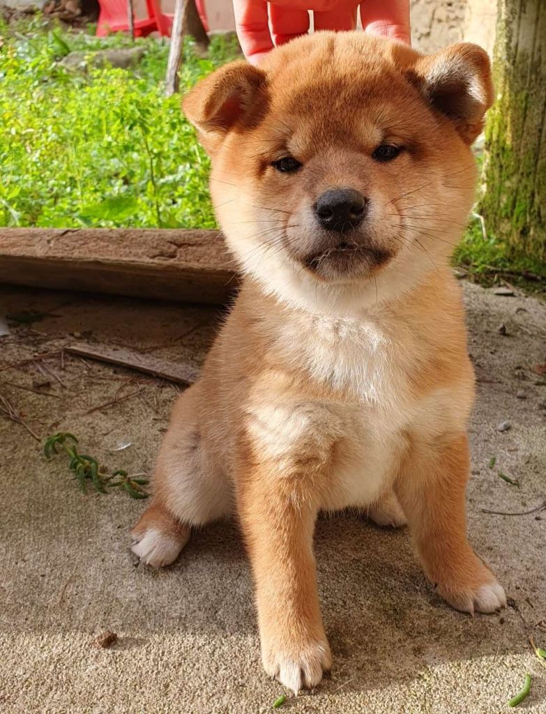 Chiot Shiba Amaterasu No Ko