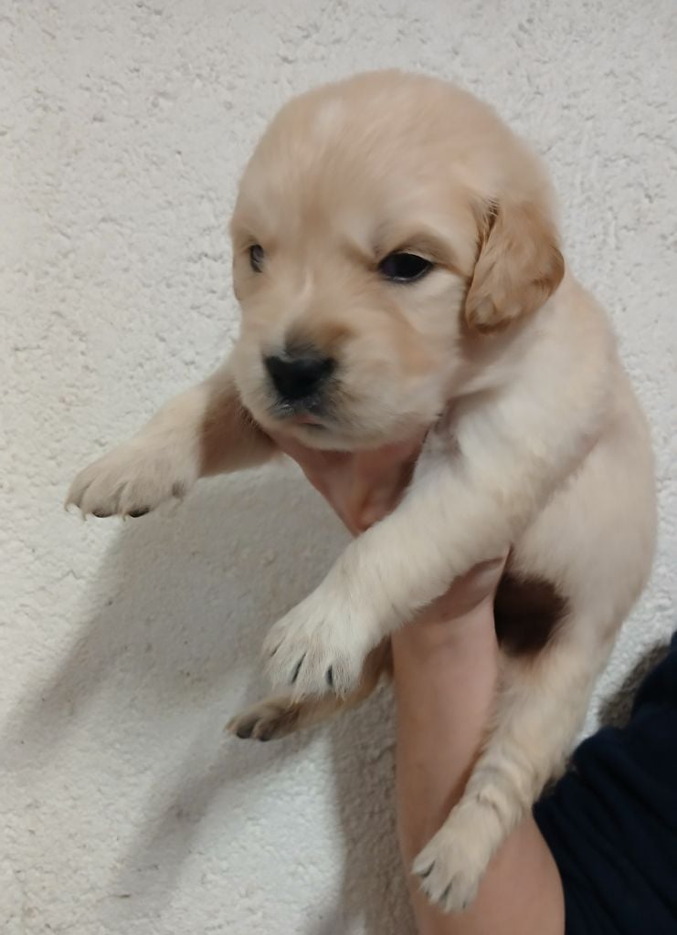 Du Clos Meridional - Chiots disponibles - Golden Retriever