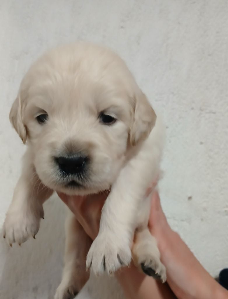 Du Clos Meridional - Chiots disponibles - Golden Retriever