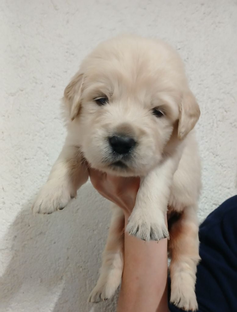 Du Clos Meridional - Chiots disponibles - Golden Retriever