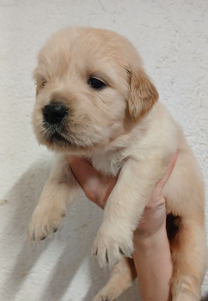 Du Clos Meridional - Chiots disponibles - Golden Retriever