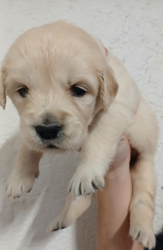 Du Clos Meridional - Chiots disponibles - Golden Retriever