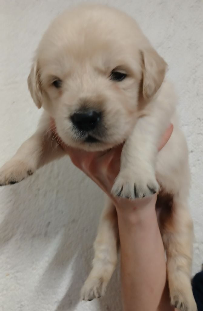 Du Clos Meridional - Chiots disponibles - Golden Retriever