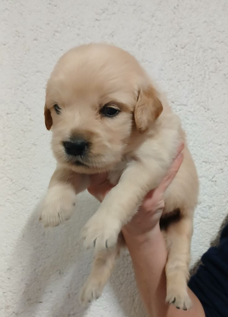 Du Clos Meridional - Chiots disponibles - Golden Retriever