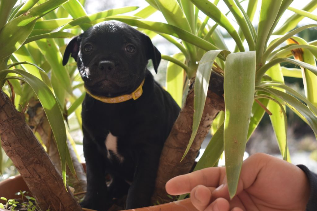 Du Royaume De Polia - Staffordshire Bull Terrier - Portée née le 26/12/2020