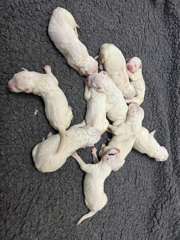 Du Domaine Des Temps Orageux - Chiots disponibles - Dogo Argentino