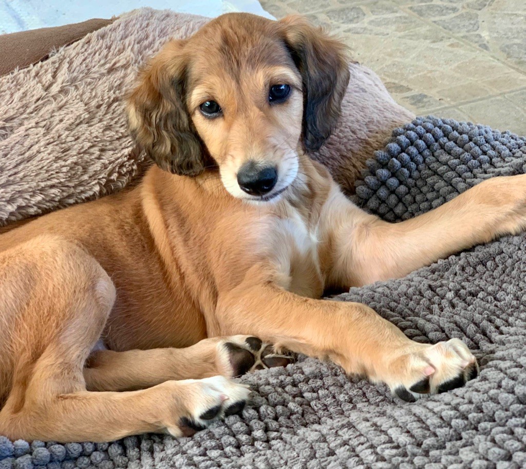 Chiot male  rouge Saluki 