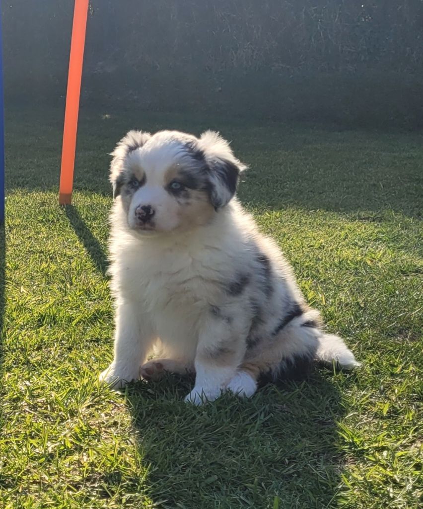 Des Bergers Des Monts D'Arrée - Chiots disponibles - Berger Australien