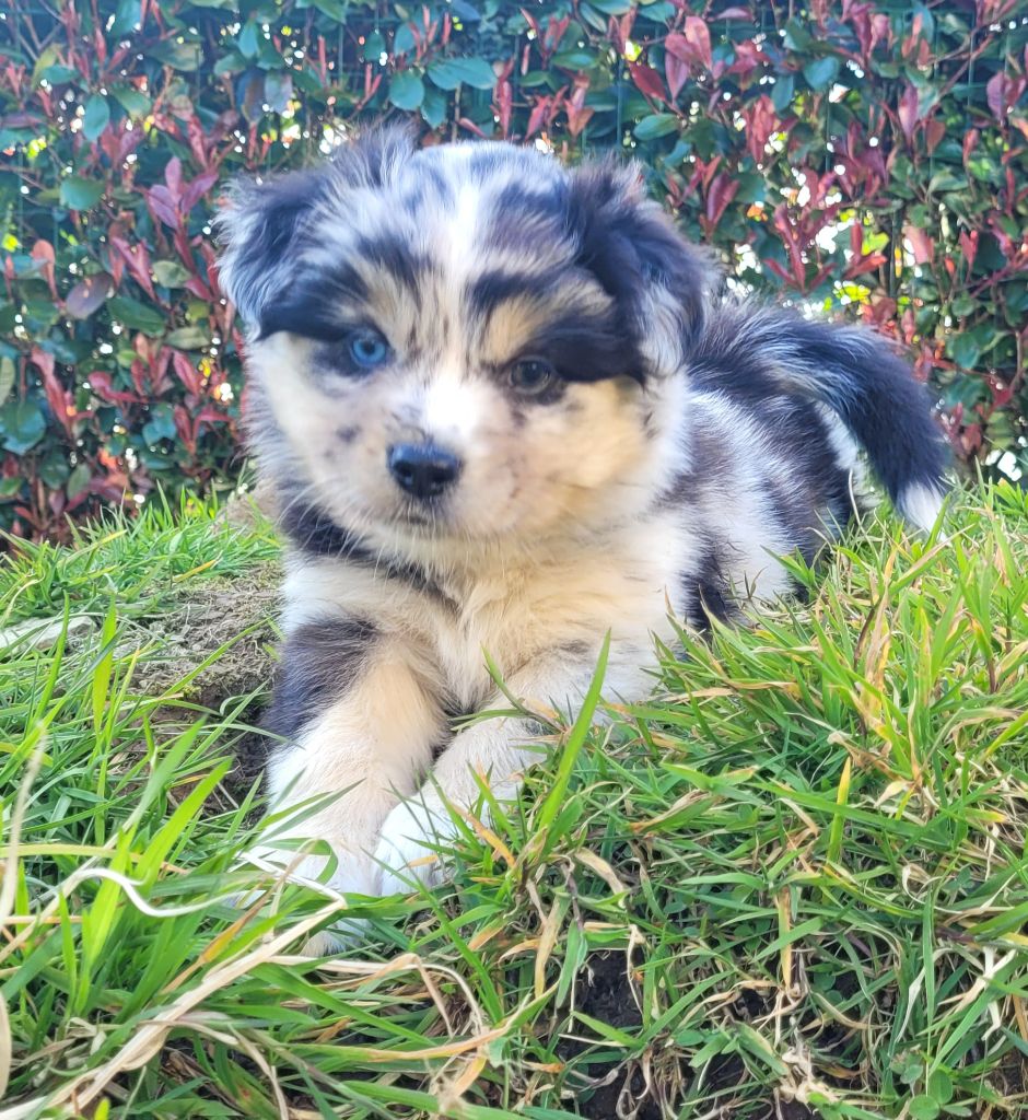 Des Bergers Des Monts D'Arrée - Chiots disponibles - Berger Australien