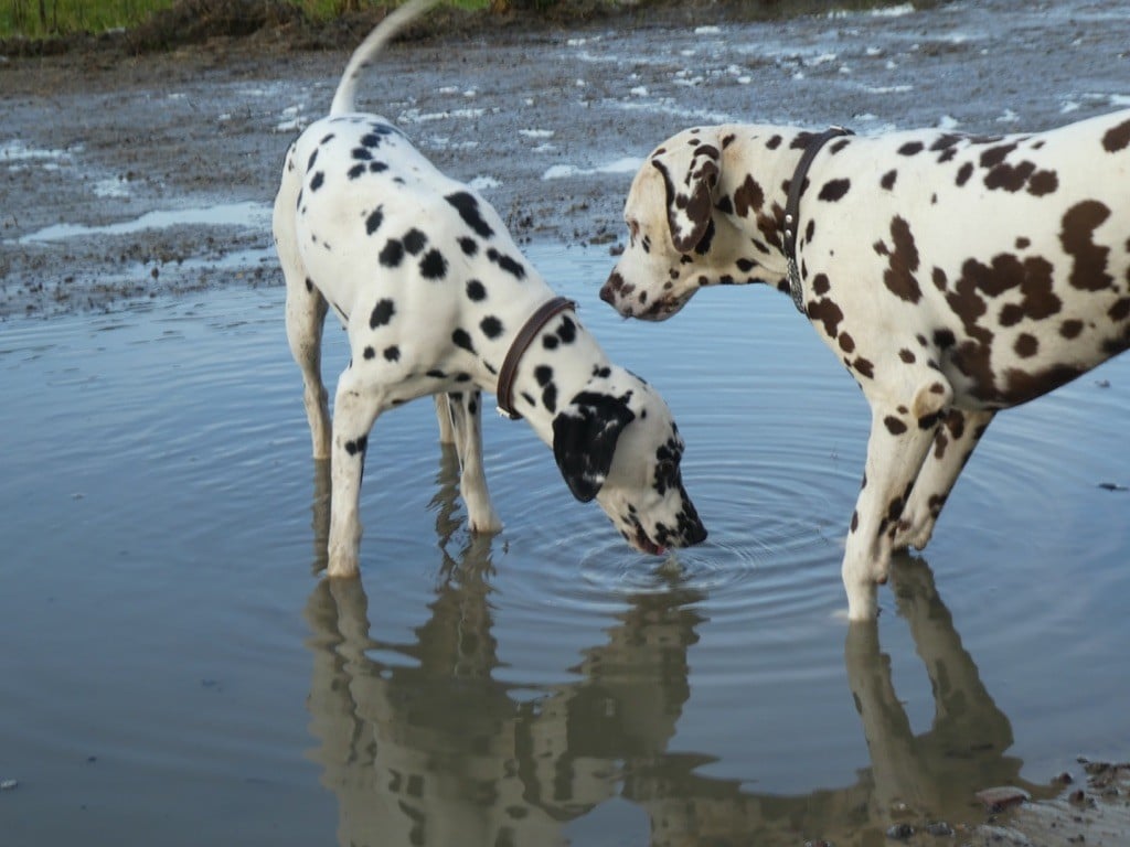 Dalmatien à l'ombre des dunes - VOYAGE EN BELGIQUE