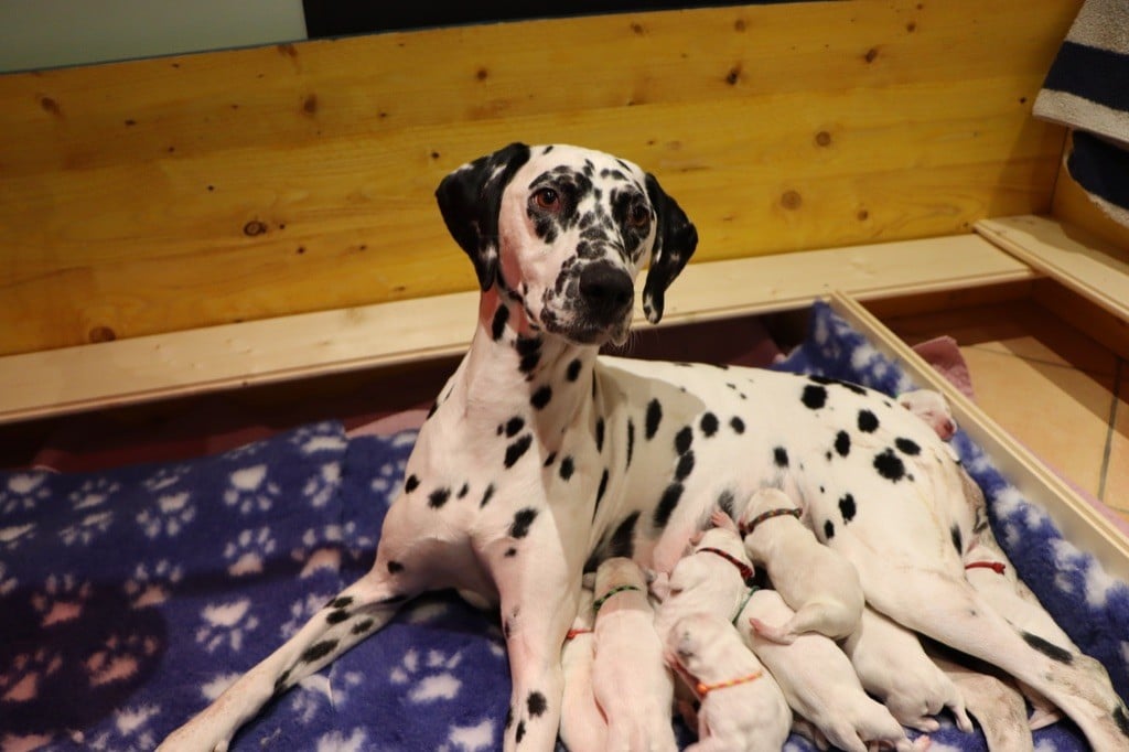 Dalmatien à l'ombre des dunes - CARNET ROSE