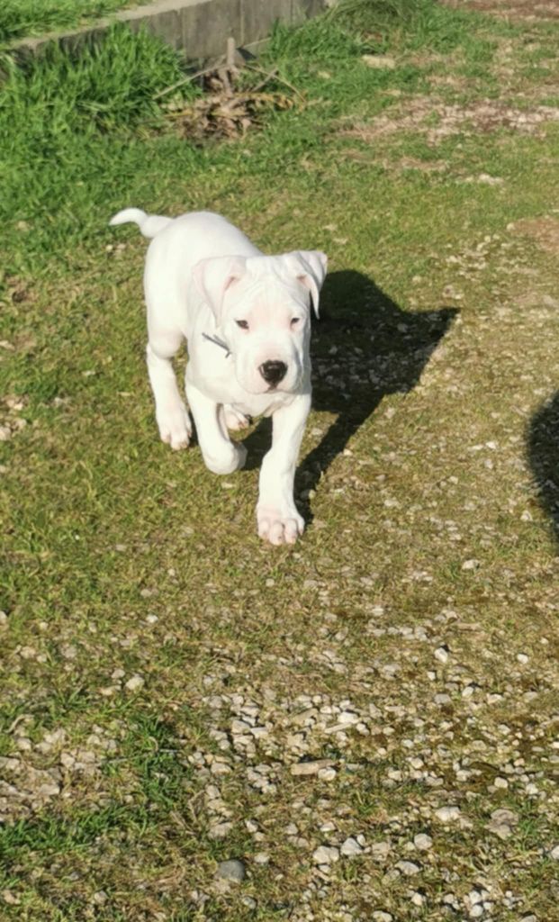 De Los Terrenos Del Castillo - Chiots disponibles - Dogo Argentino