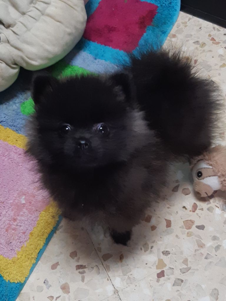 Chiot Spitz allemand Da Fonte De Charmois