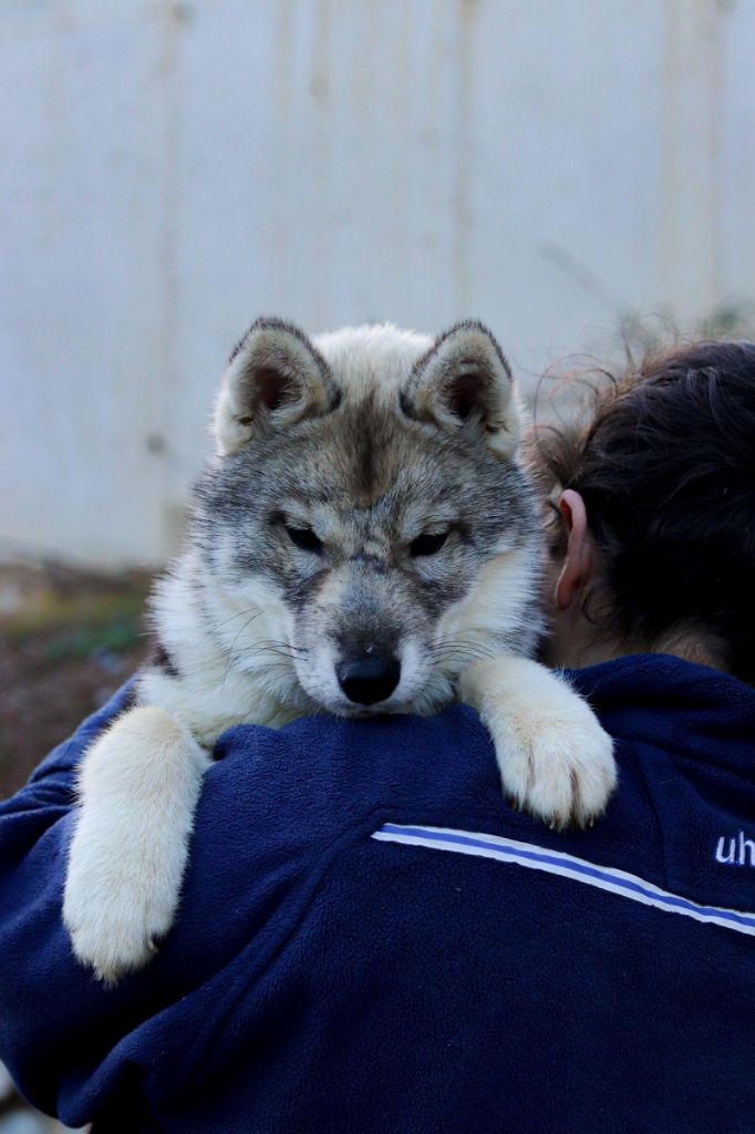 Lupu Di Castagniccia - Chiots disponibles - Siberian Husky