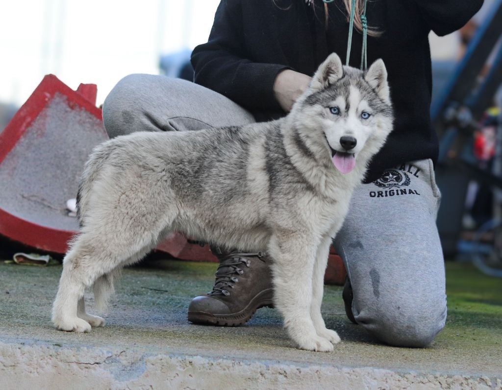 Lupu Di Castagniccia - Chiots disponibles - Siberian Husky