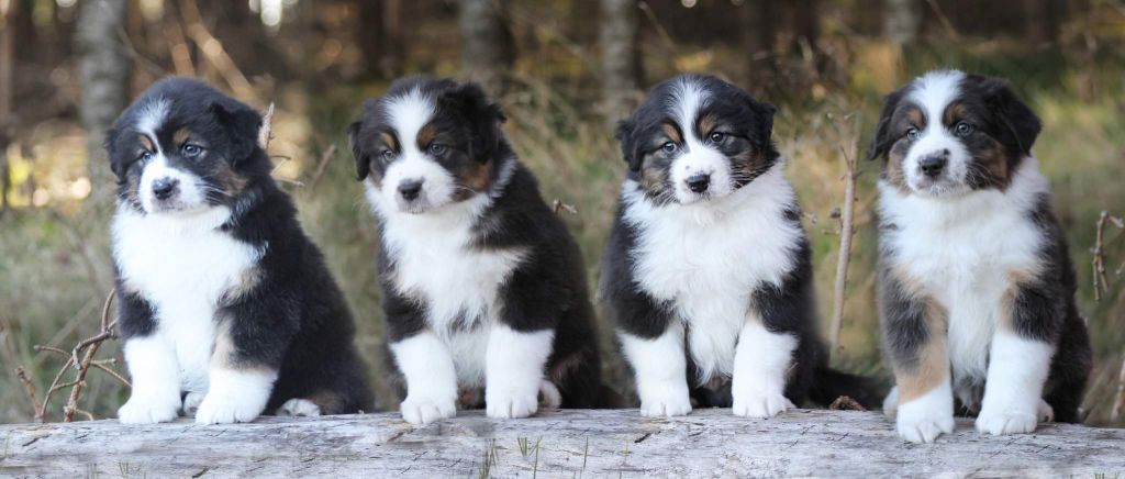 Chiot Berger Australien Des Monts Etoilés