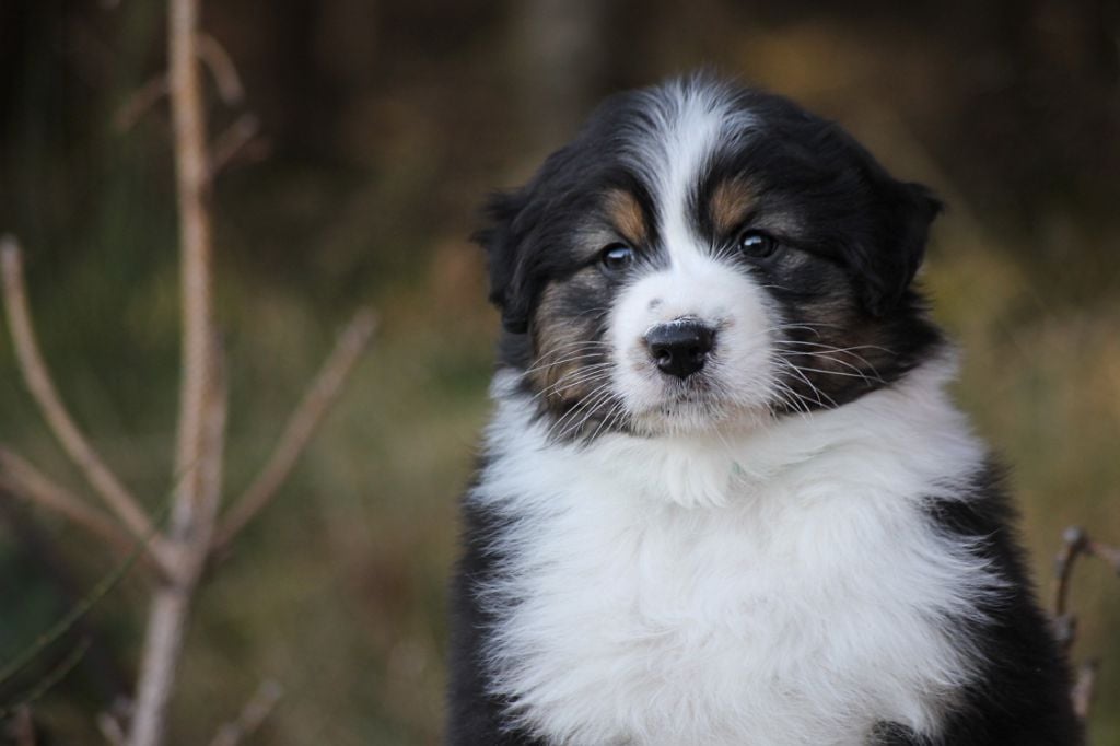 Des Monts Etoilés - Chiots disponibles - Berger Australien