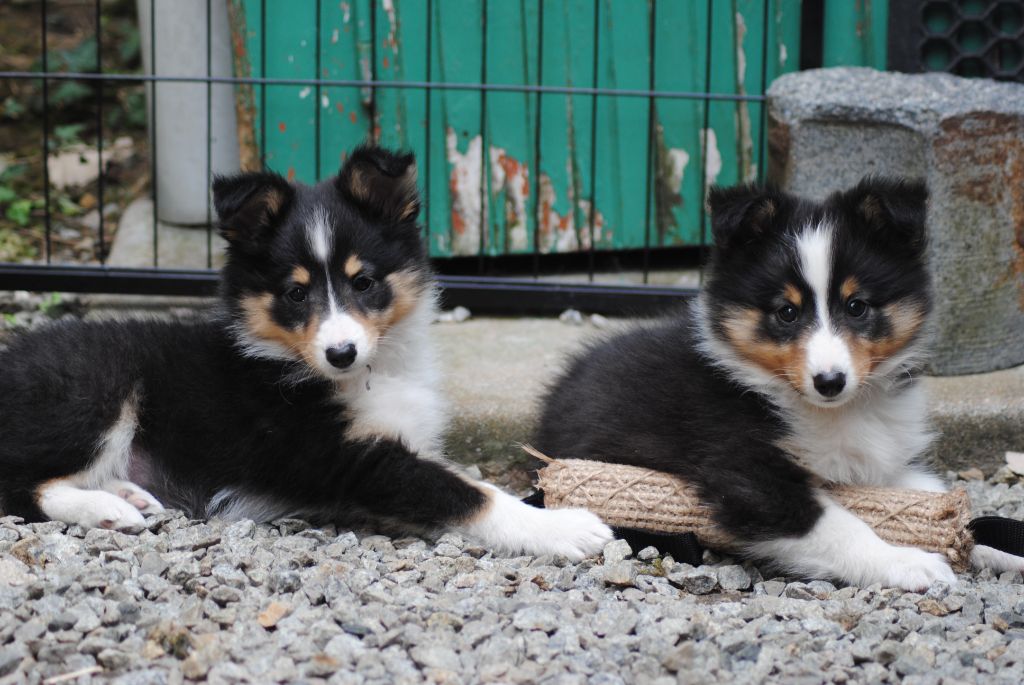 Du Souvenir De Boujeeny - Shetland Sheepdog - Portée née le 01/05/2024