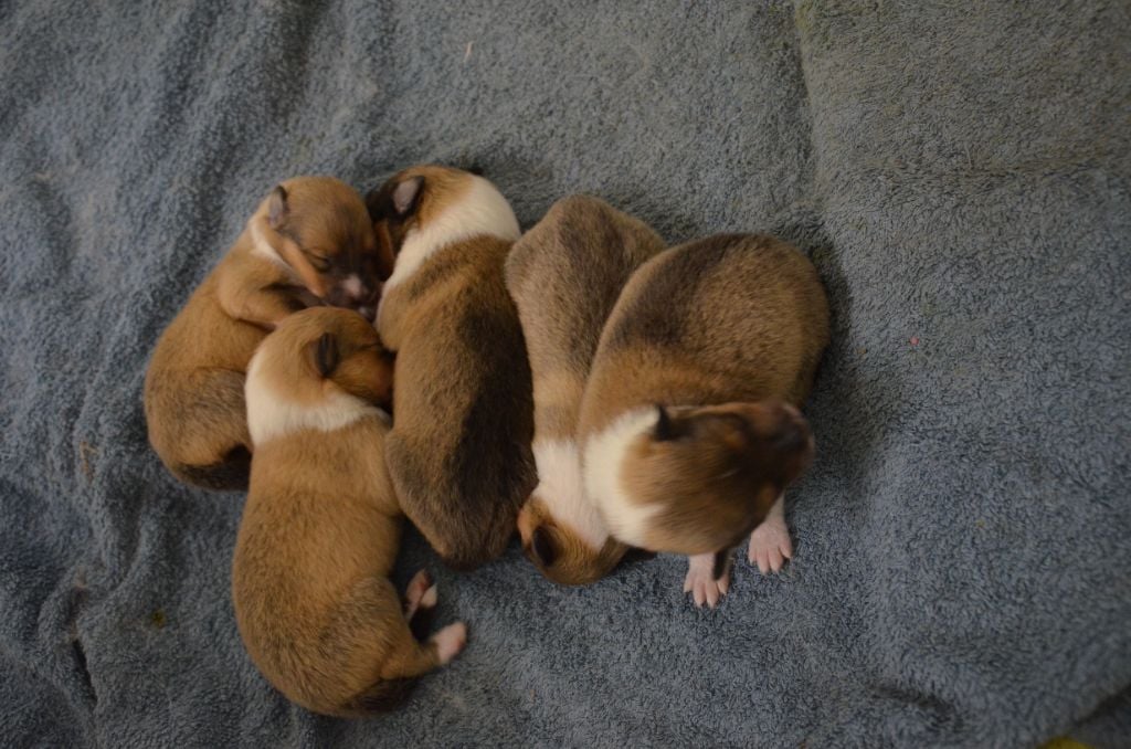 Chiot Colley à poil long Des Zamours De Caux