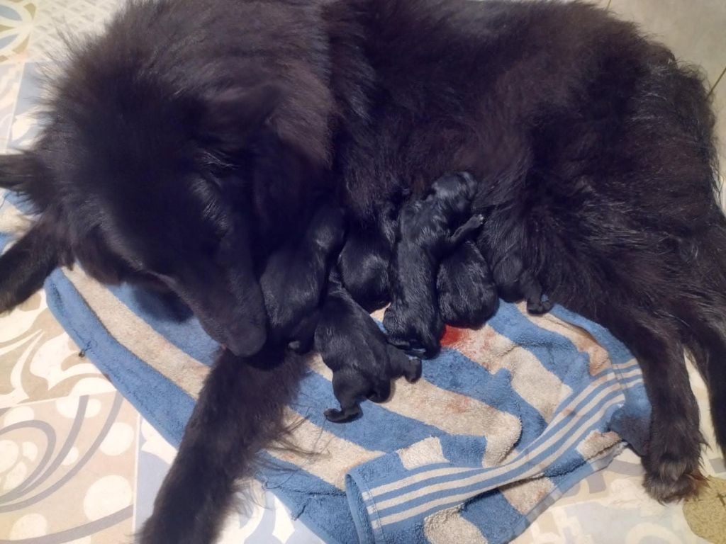 Des Crocs De La Fournaise - Les chiots de Saphira sont nés :) 