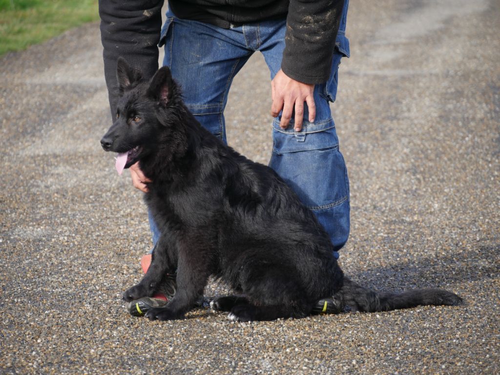 Des Crocs De La Fournaise - Chiots disponibles - Berger Allemand