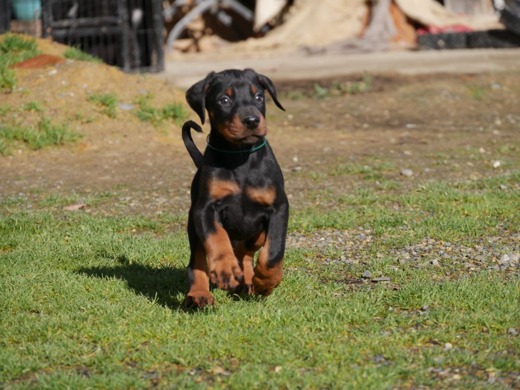 Des Crocs De La Fournaise - Dobermann - Portée née le 09/12/2022