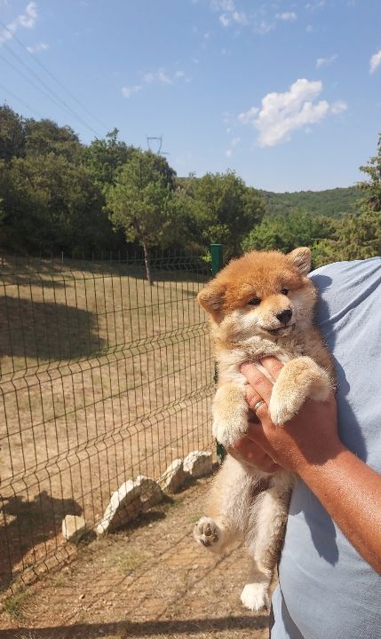 Des Joyaux De Tsar - Chiots disponibles - Shiba