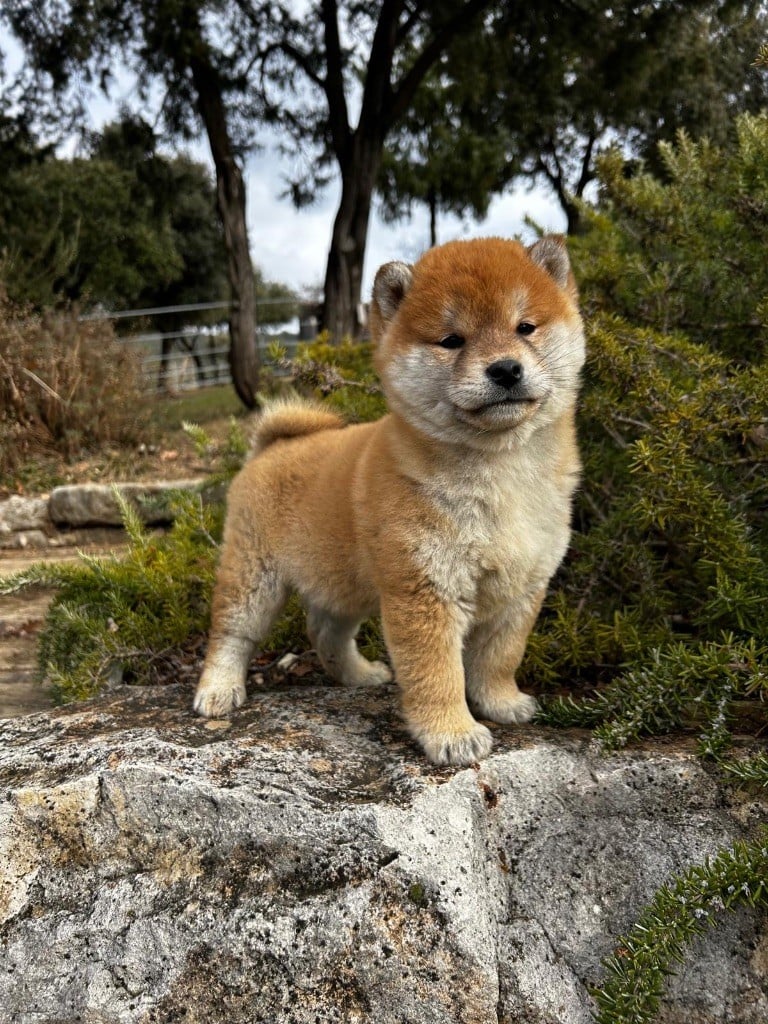 Des Joyaux De Tsar - Chiots disponibles - Shiba