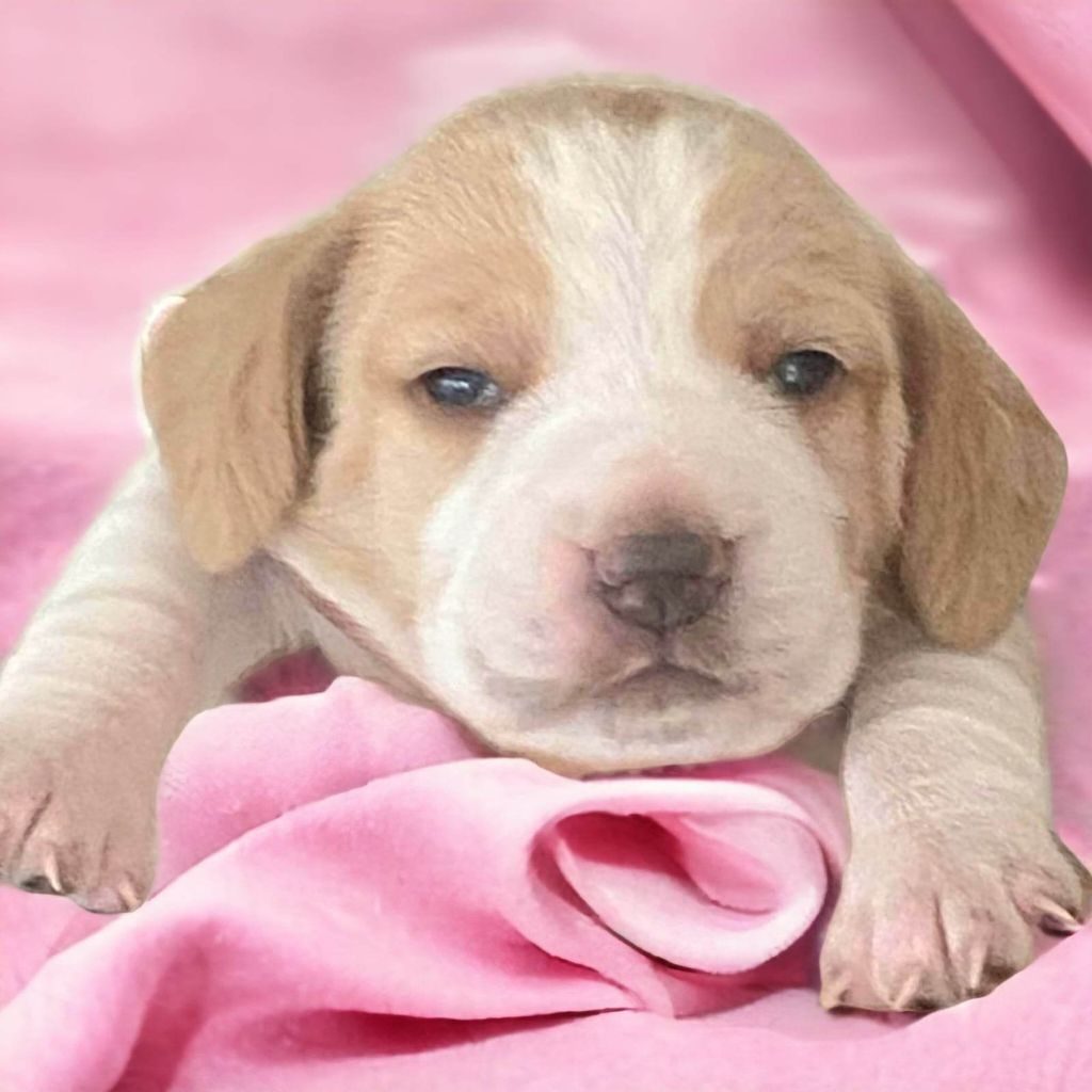 Du Paradis d'Anais - Chiots disponibles - Beagle