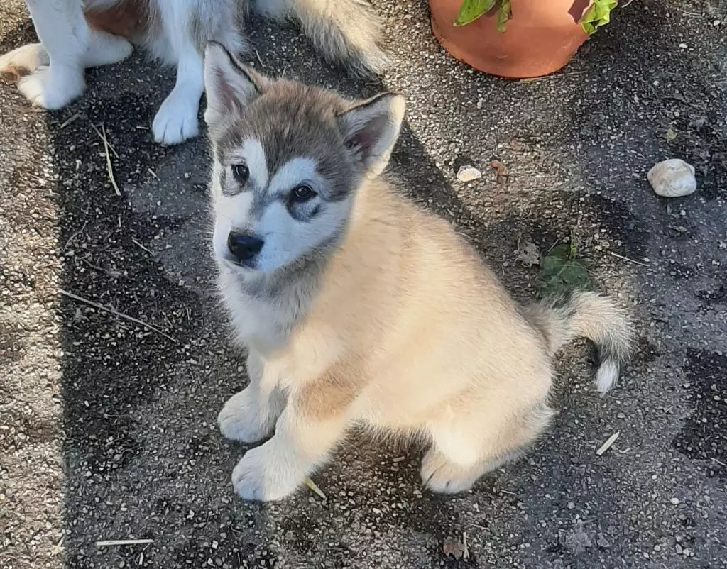 Des Crocs Blancs D'Alaska - Alaskan Malamute - Portée née le 17/11/2021