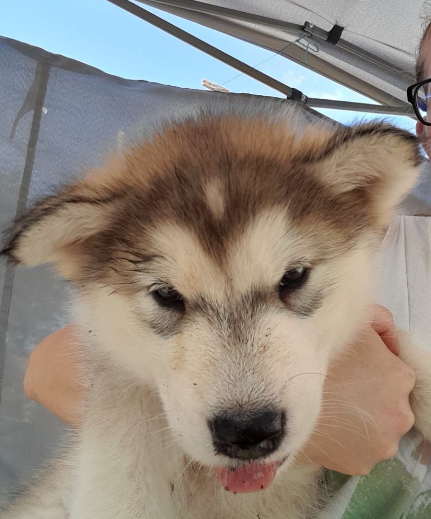 Des Crocs Blancs D'Alaska - Chiots disponibles - Alaskan Malamute