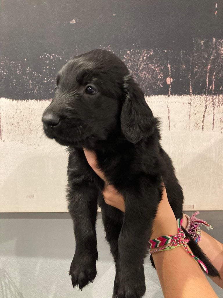 Des Gardiens De Ferreiros - Flat Coated Retriever - Portée née le 18/02/2021