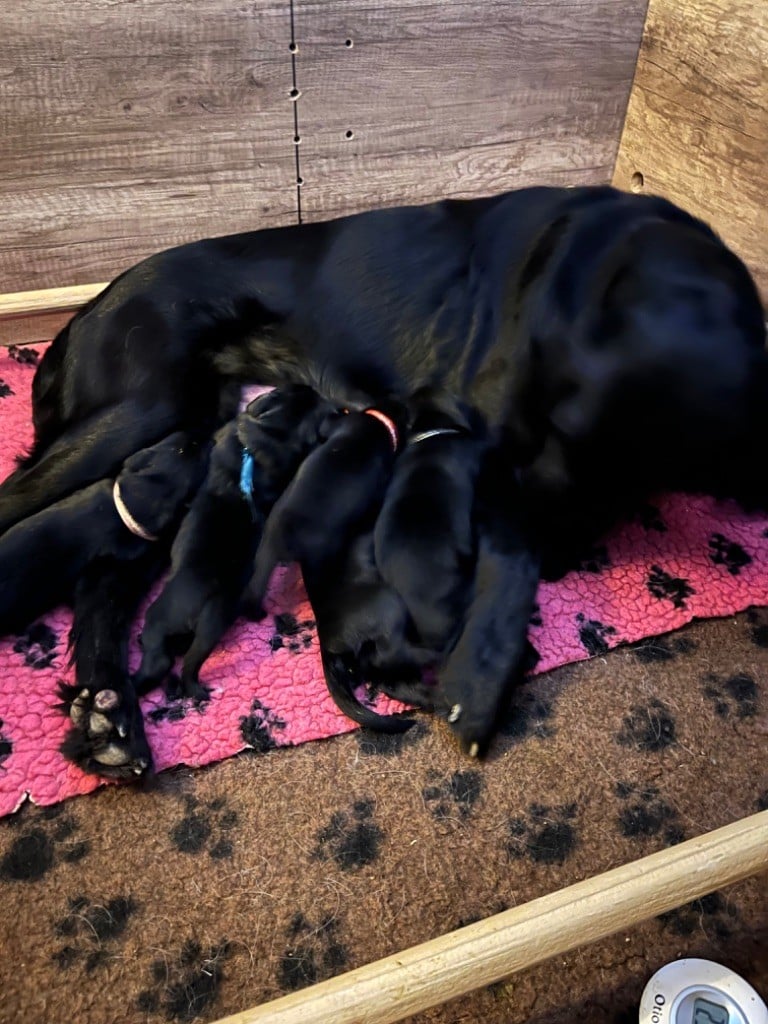 Des Gardiens De Ferreiros - Flat Coated Retriever - Portée née le 19/10/2022