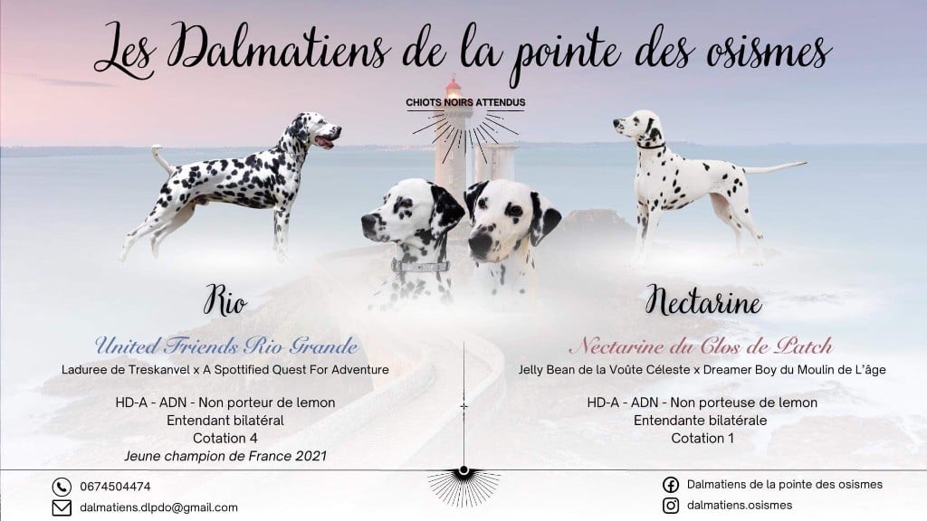 Des Diamants De La Rivière - Chiots disponibles 