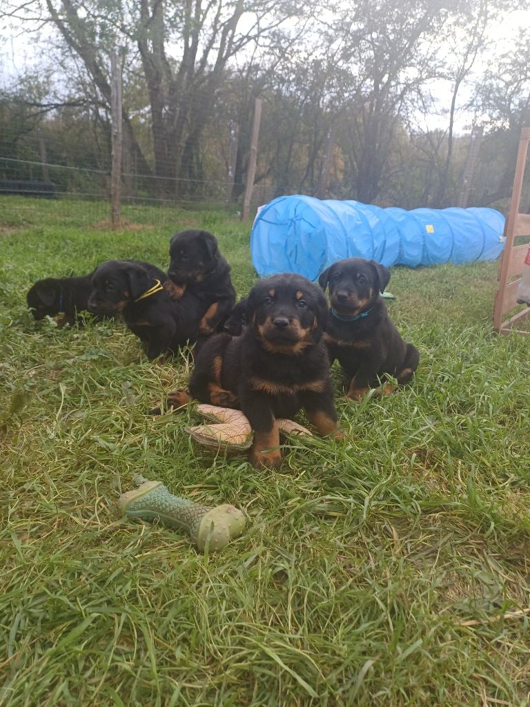 Des Bergers Du Mont Hardy - Les chiots nés le 4 octobre