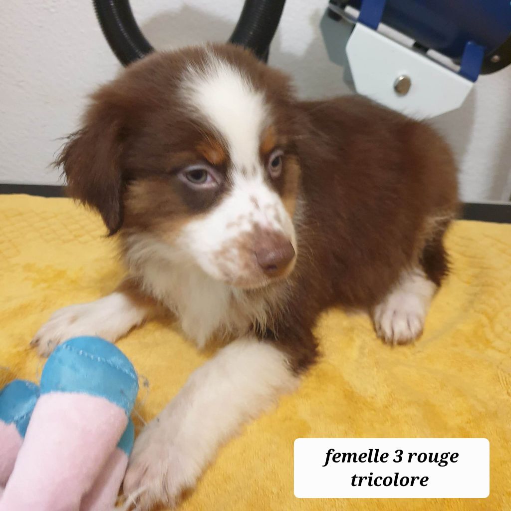 Des Collines De Vaumagnaude - Chiots disponibles - Berger Australien