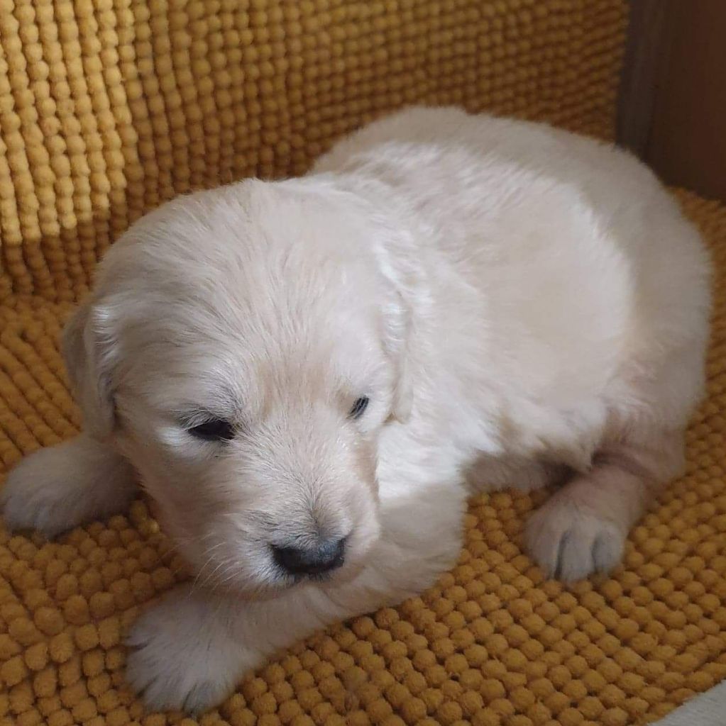 Des Collines De Vaumagnaude - Chiots disponibles - Golden Retriever