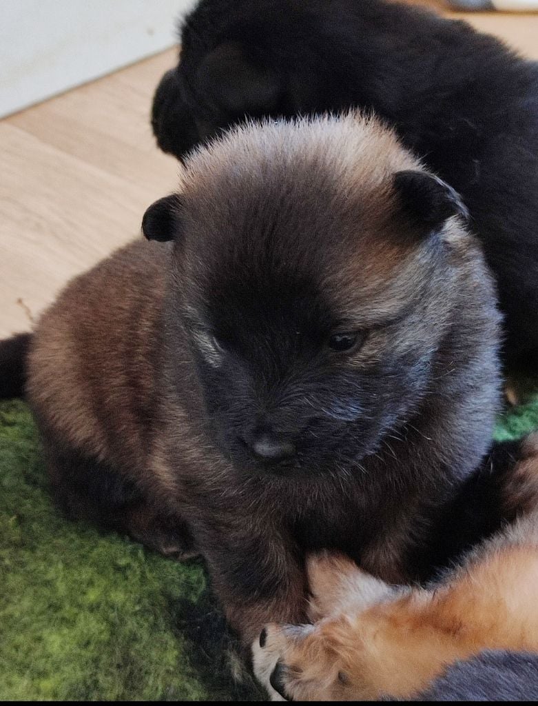 Des Loups Du Midour - Chiots disponibles - Eurasier