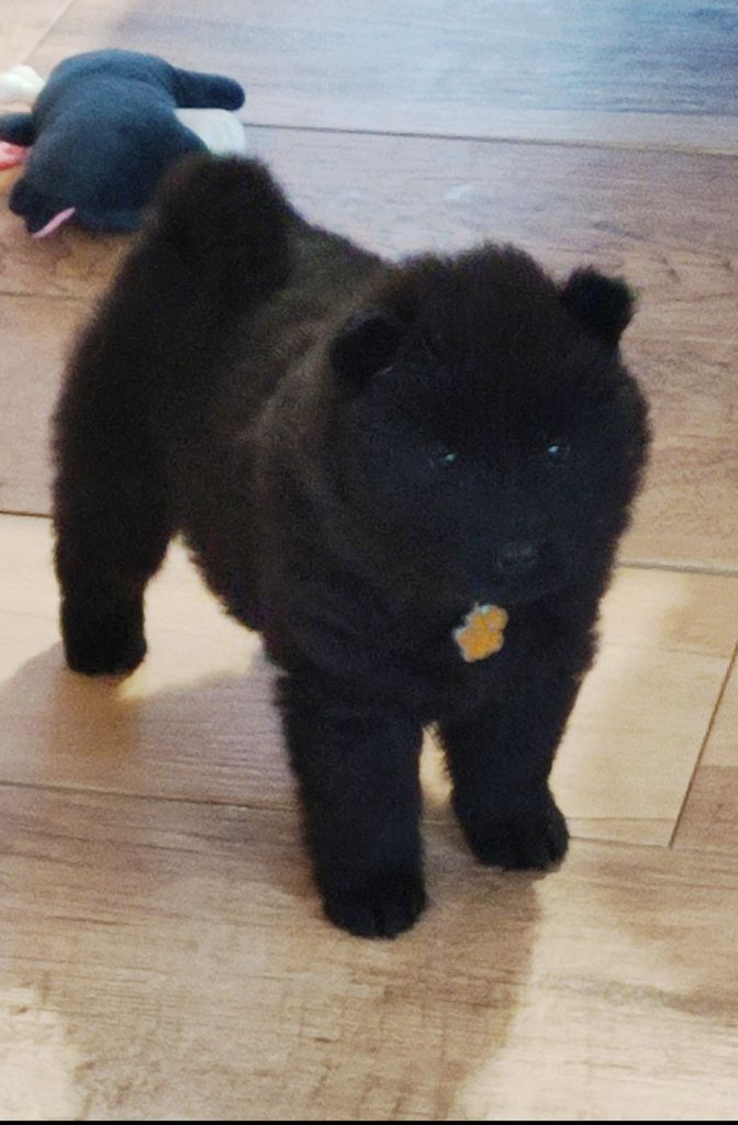 Des Loups Du Midour - Chiots disponibles - Eurasier