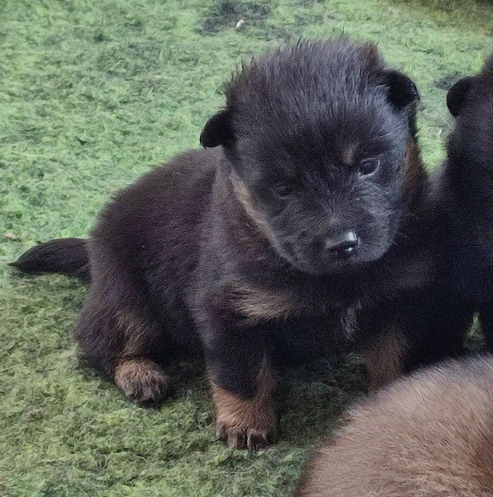 Des Loups Du Midour - Chiots disponibles - Eurasier