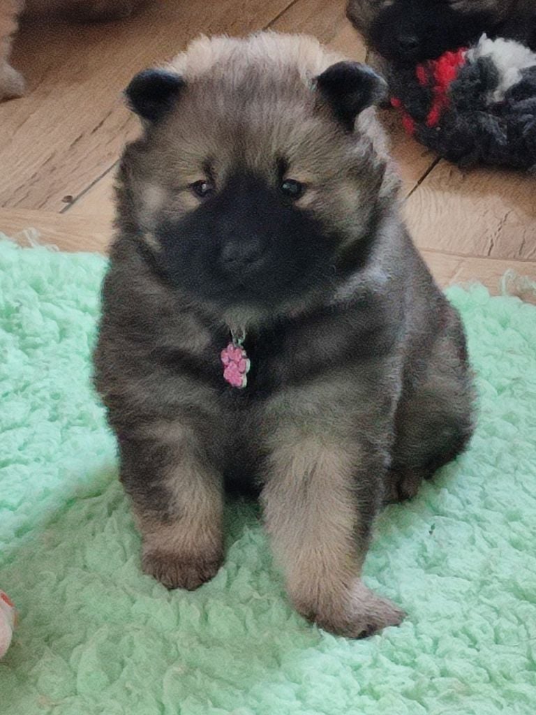 Des Loups Du Midour - Chiots disponibles - Eurasier