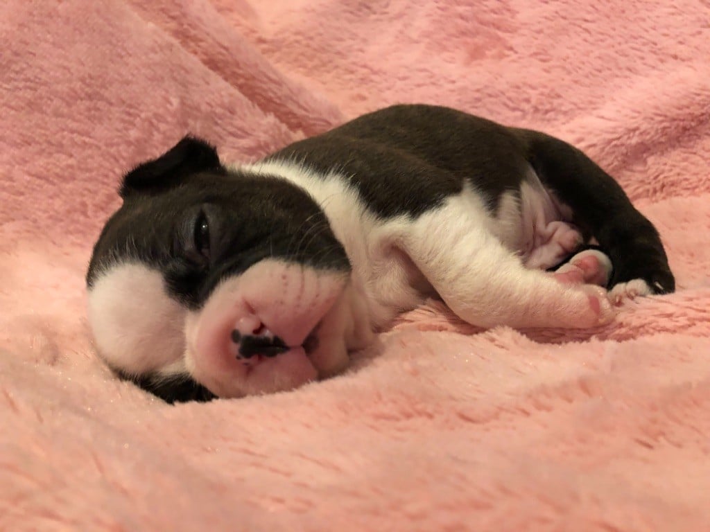 Corinne Deroo - Chiots disponibles - Boston Terrier