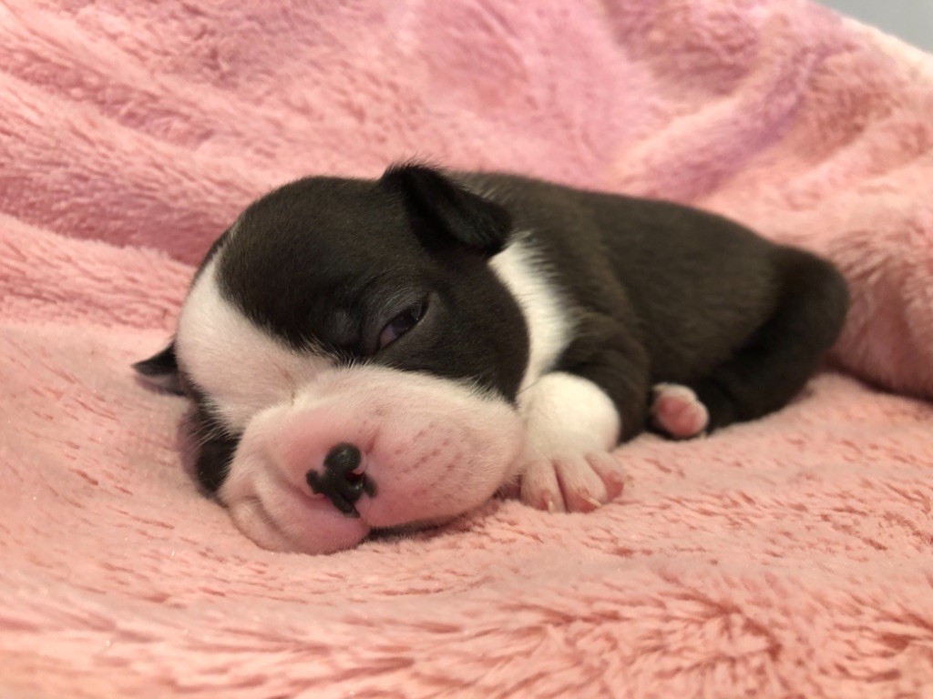 Corinne Deroo - Chiots disponibles - Boston Terrier