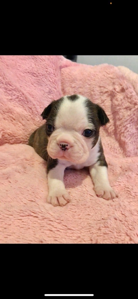 Corinne Deroo - Chiots disponibles - Boston Terrier