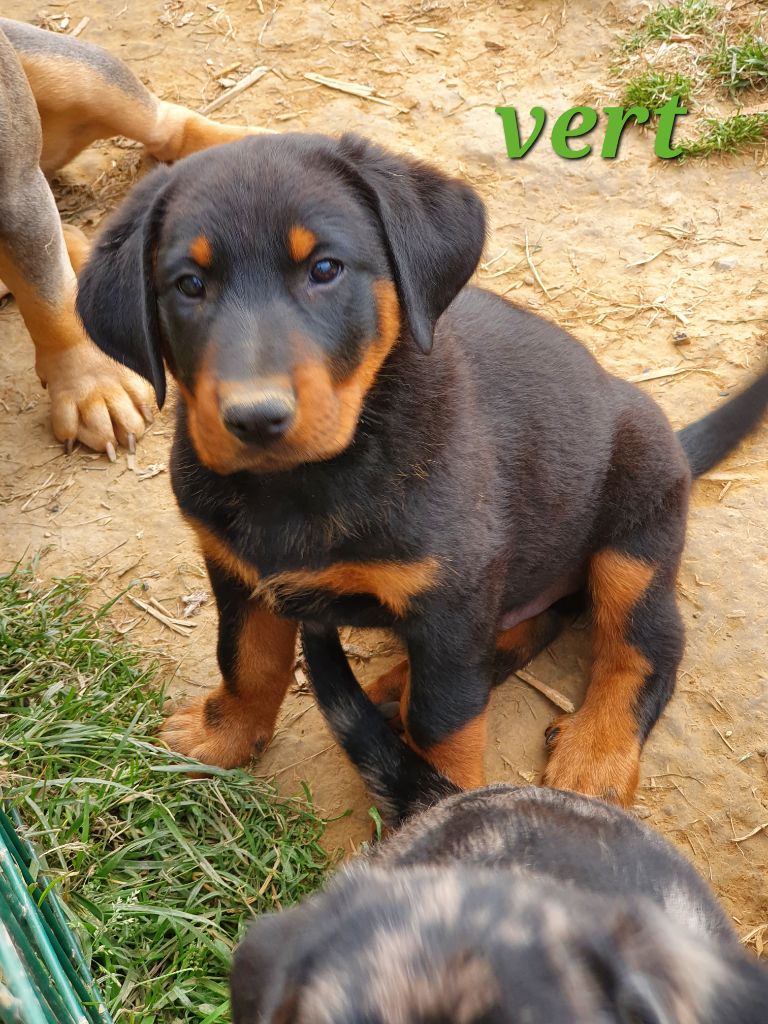 De La Vallée Des Feux Argentés - Chiots disponibles - Berger de Beauce