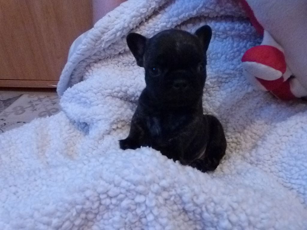 Du Domaine De Pekaboo - Chiots disponibles - Bouledogue français