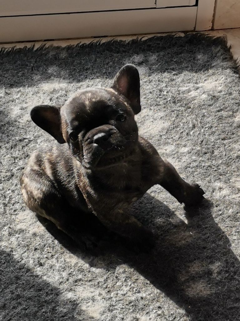 Chiot Bouledogue français Du Domaine De Pekaboo