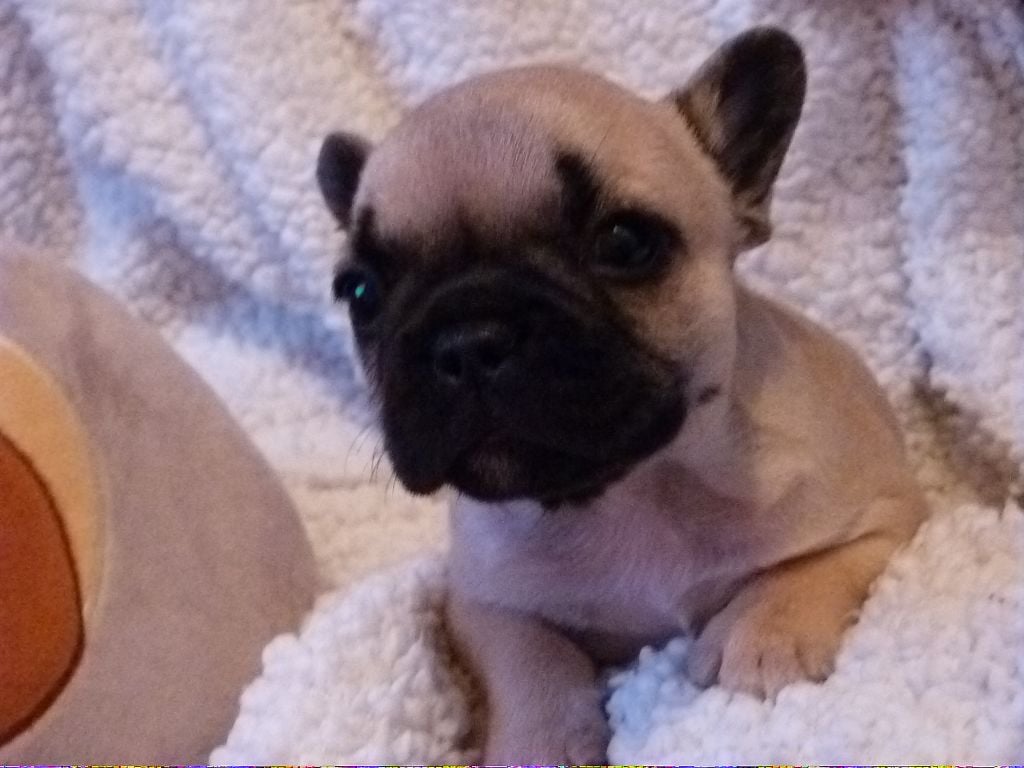 Du Domaine De Pekaboo - Chiots disponibles - Bouledogue français