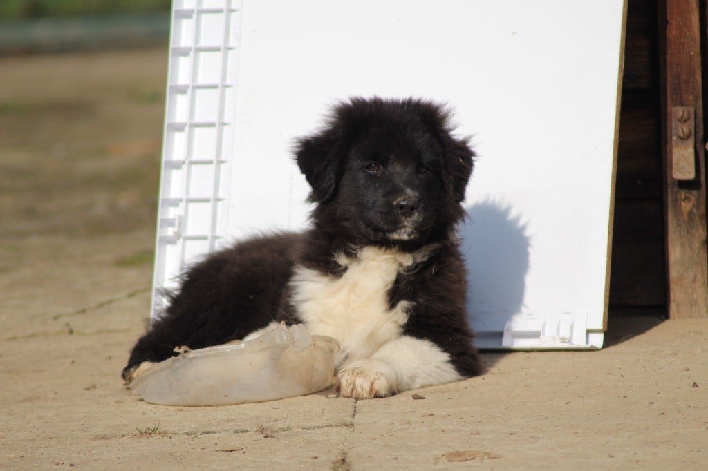 Dream Of Manou And Dounette - Chiots disponibles - Berger Australien